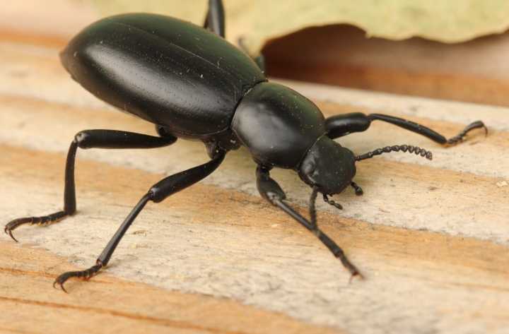 Darkling Beetle